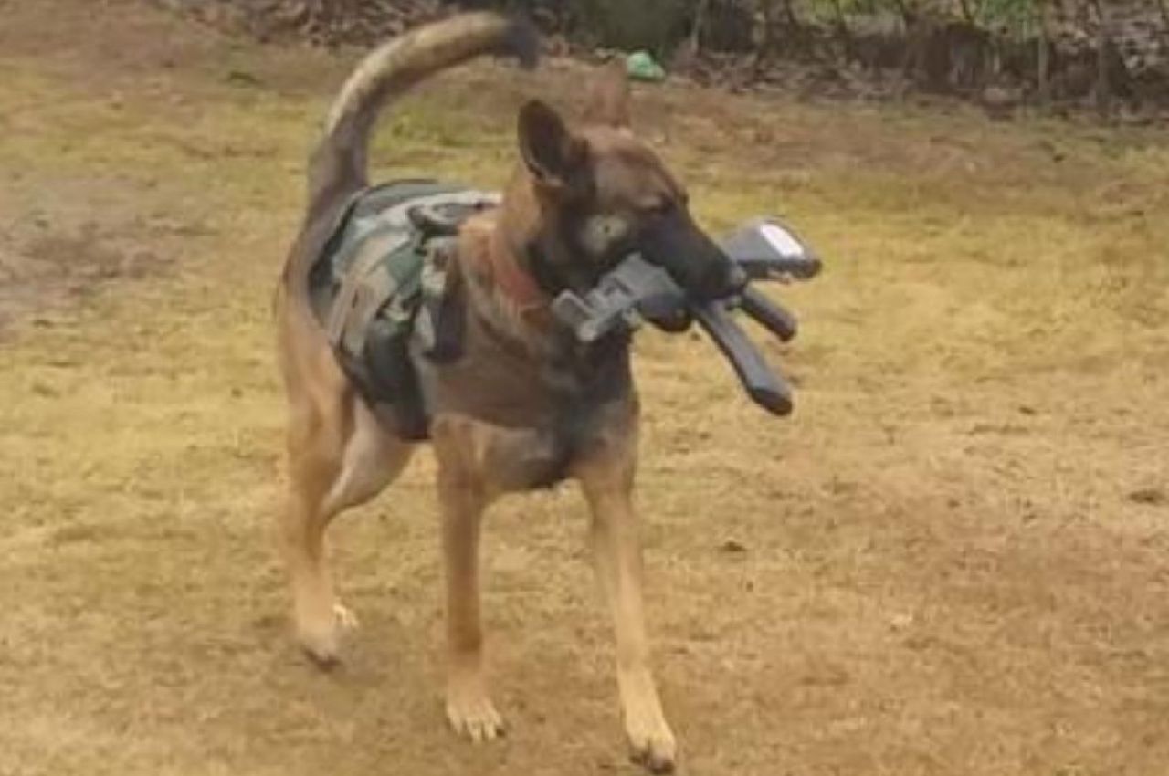 Army dog who died