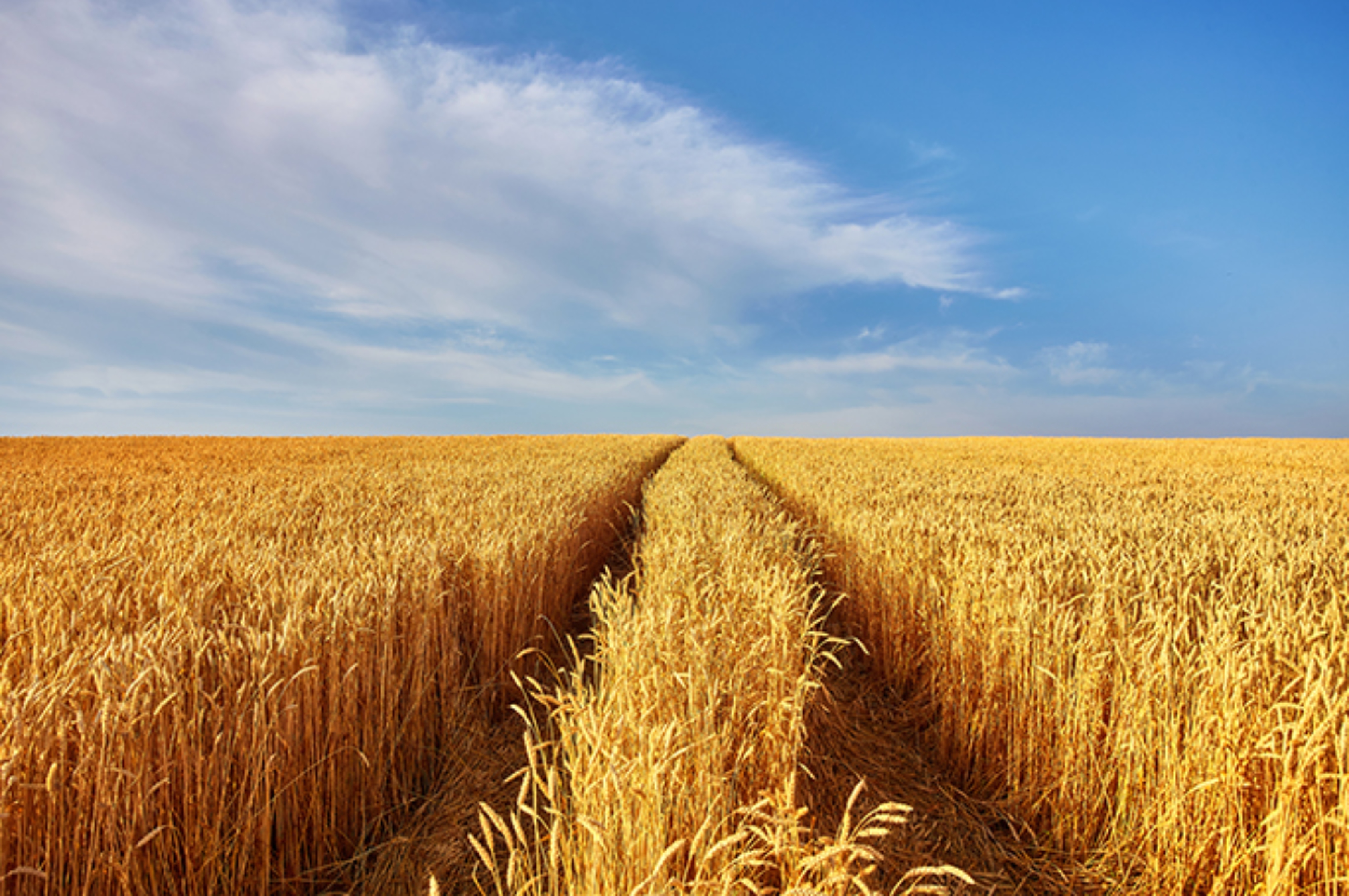Ukraine grain