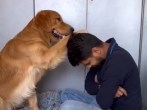 pet dog