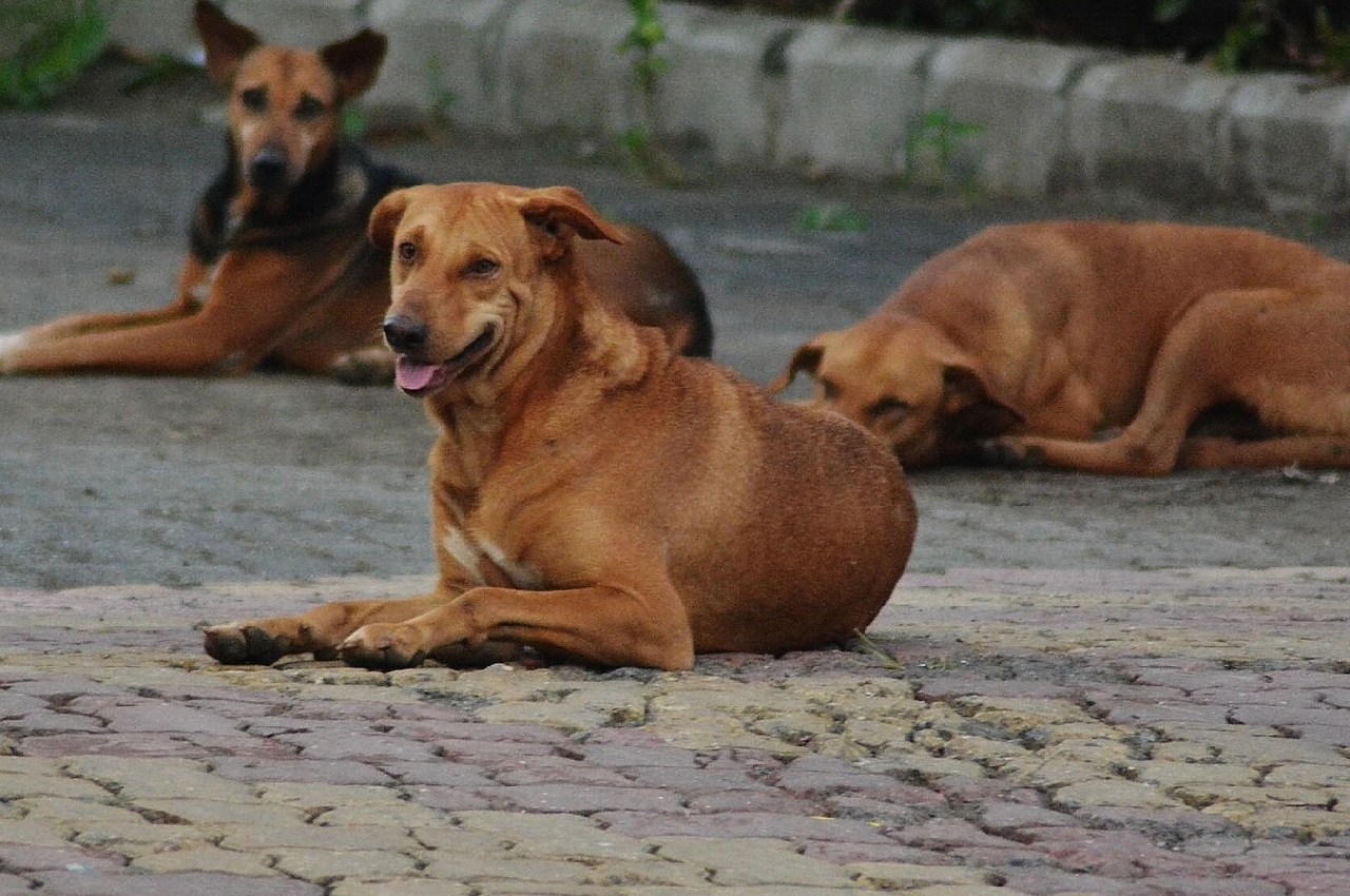 Stray dogs attack