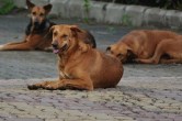 Stray dogs attack