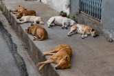 Stray Dogs