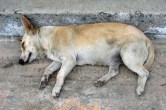 animal abuse