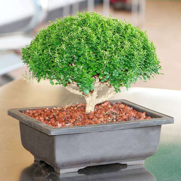 Feng Shui