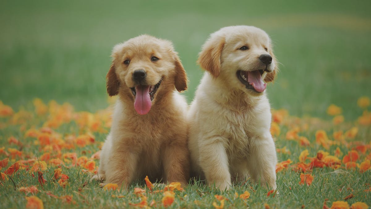 Two puppies