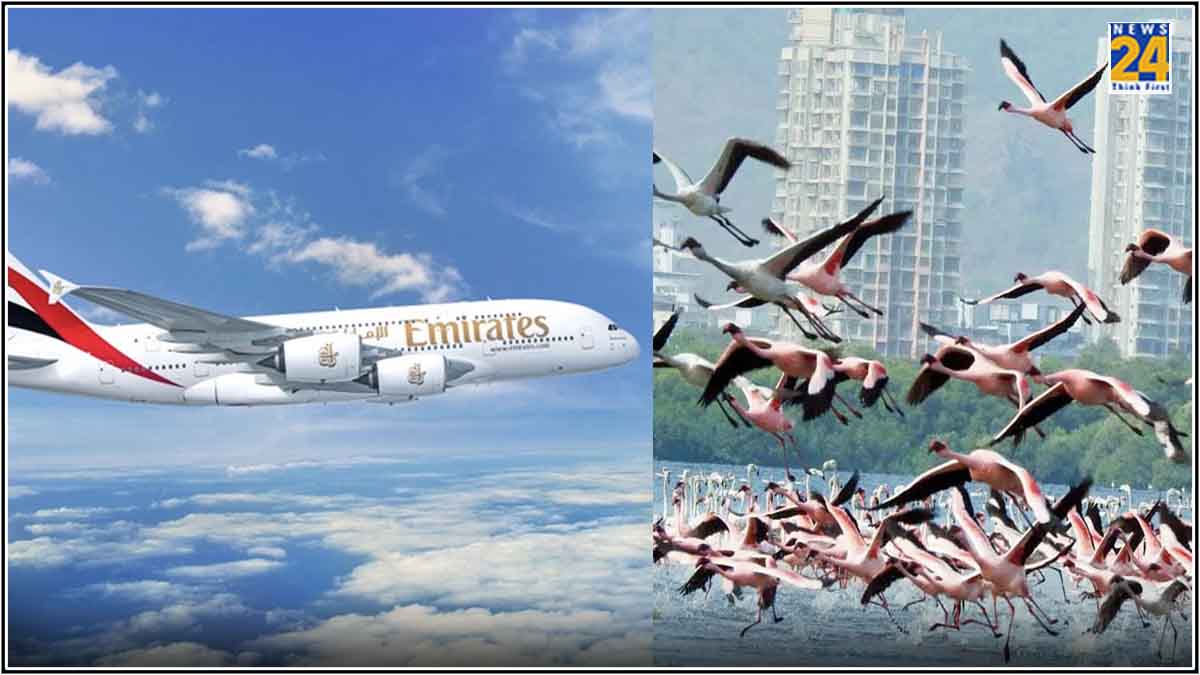 Emirates Flight Hits Flock Of Flamingos Near Mumbai Airport, 40 Birds Killed