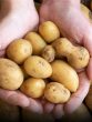 potato