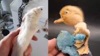 Jack Devaney's frozen animal creations
