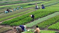 Economic Survey Recommends Diverting Farmers From Overproduced Crops