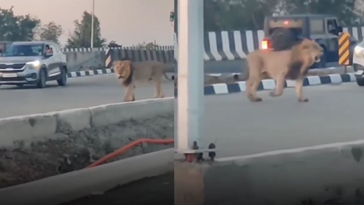Watch: Asiatic Lion Strolling On Gujarat Highway, Halting Traffic