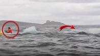 credit- x Viral Video: Humpback Whale Swallows Then Spits Kayaker Out in Shocking Moment