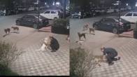 Dog Attack Viral Video