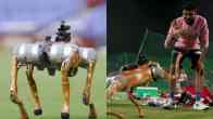 IPL's new robotic dog