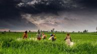 India’s Agriculture GVA Triples In 12 Years, Fueled By Livestock, Crops & Horticulture Boom - Details Inside!