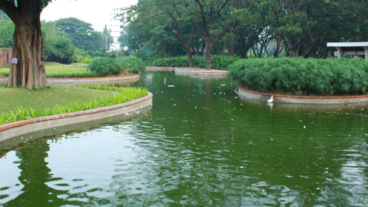 Representative Image (Ponds)