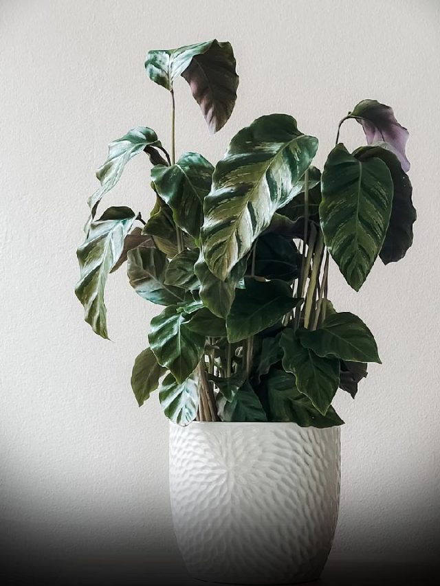 Plant Your Peace: 5 Positive Energy Boosting Indoor Plants